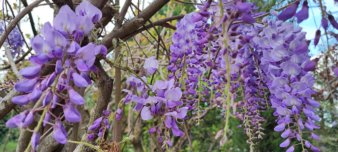 verdure fleurs violettes chalet maramour