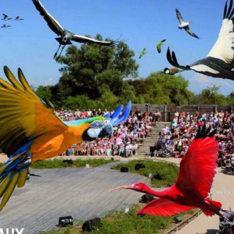 parc des oiseaux villars les dombes oiseaux qui volent