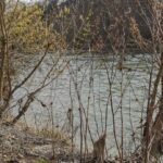 La Laune et les Communaux