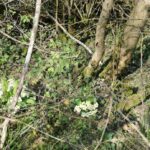 La Laune et les Communaux