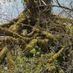 La Laune et les Communaux